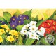 WATERMARK GREETING CARD PRIMULA